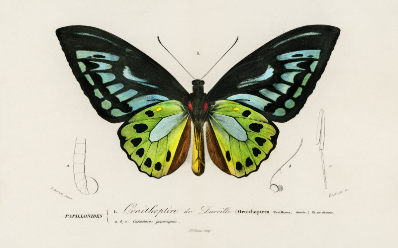 Green birdwing (Ornithoptera priamus) by Charles Dessalines D' Orbigny
